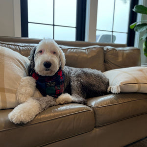 Junior lying on couch in Falmouth, Maine